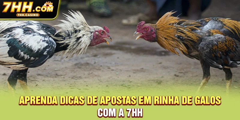 Aprenda Dicas de apostas em rinha de galos com a 7HH