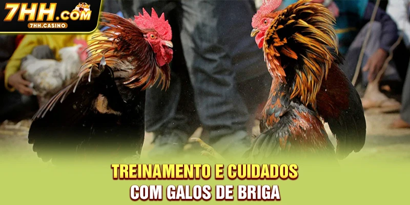 Treinamento e cuidados com galos de briga