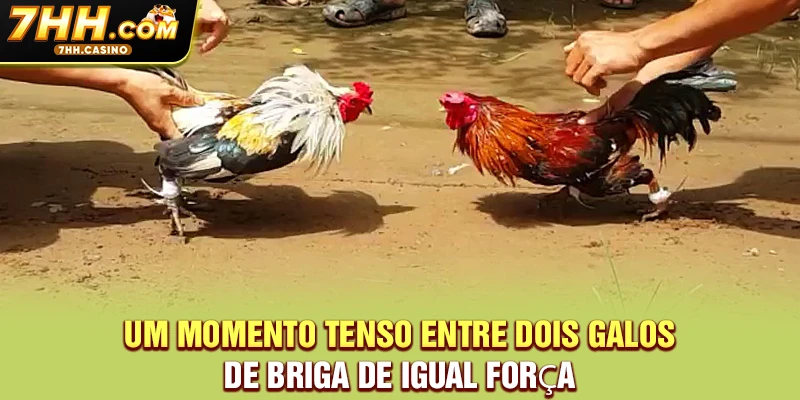 Um momento tenso entre dois galos de briga de igual força